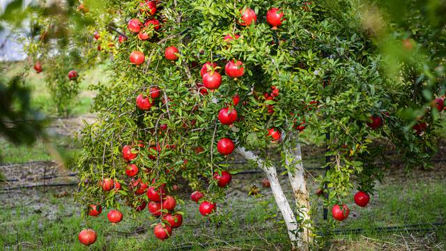 Nar Suyunun Faydaları