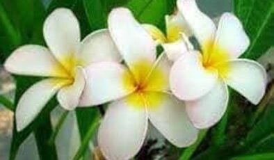 Yasemin – Jasmine