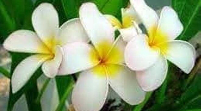 Yasemin – Jasmine