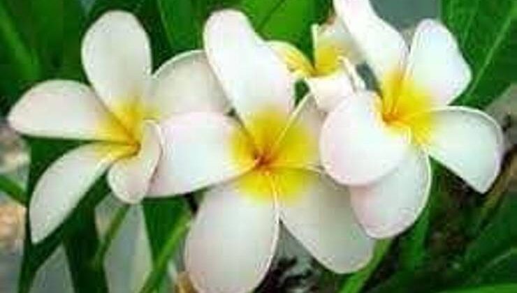 Yasemin – Jasmine